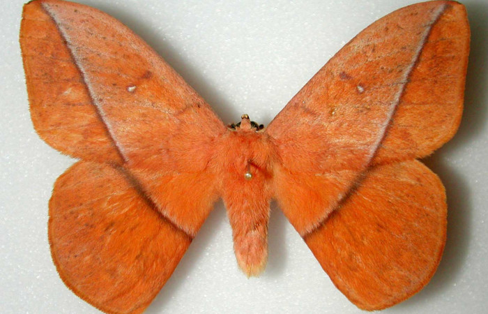 Fig. 01. Adulto de <i>Lonomia santarosensis</i></i> (Saturniidae), macho, vista dorsal, 74mm de longitud. Voucher: INBIOCRI000515492-DHJ34458.jpg.