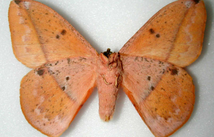 Fig. 02. Adulto de <i>Lonomia santarosensis</i></i> (Saturniidae), macho, vista ventral, 74mm de longitud. Voucher: INBIOCRI000515492-DHJ34459.jpg.