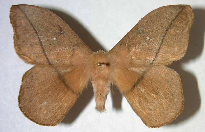 Fig. 03. Adulto de <i>Lonomia santarosensis</i></i> (Saturniidae), macho, vista dorsal, 59mm de longitud. Voucher: 06-SRNP-4620-DHJ361368.jpg.