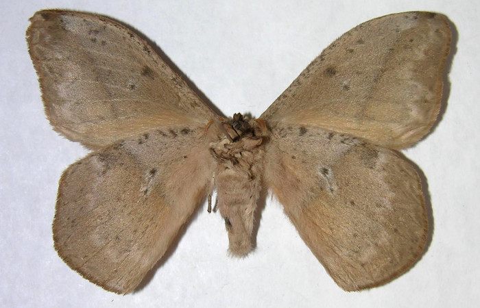 Fig. 04. Adulto de <i>Lonomia santarosensis</i></i> (Saturniidae), macho, vista ventral, 59mm de longitud. Voucher: 06-SRNP-4620-DHJ361369.jpg.
