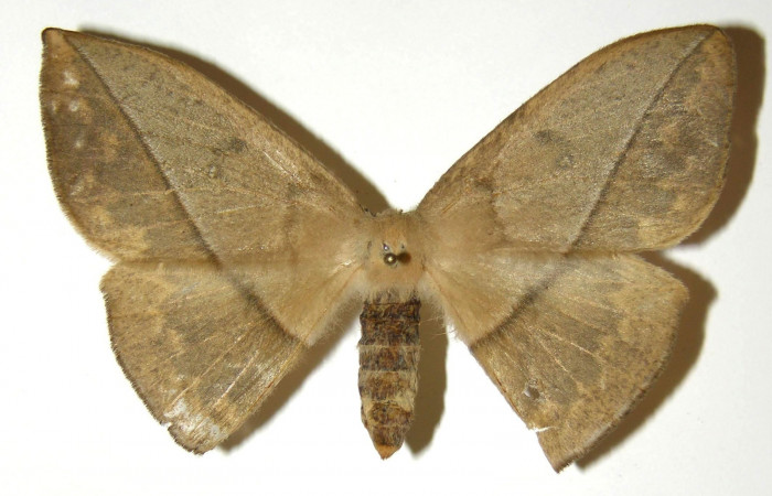 Fig. 05. Adulto de <i>Lonomia santarosensis</i></i> (Saturniidae), hembra, vista dorsal, 72mm de longitud. Voucher: 04-SRNP-23381-DHJ303652.jpg.
