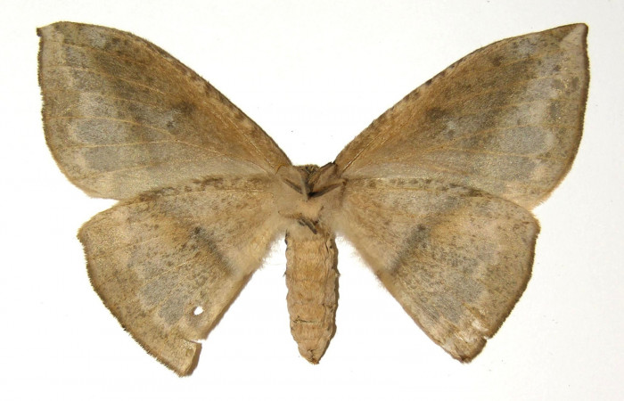Fig. 06. Adulto de <i>Lonomia santarosensis</i></i> (Saturniidae), hembra, vista ventral, 72mm de longitud. Voucher: 04-SRNP-23381-DHJ303653.jpg.
