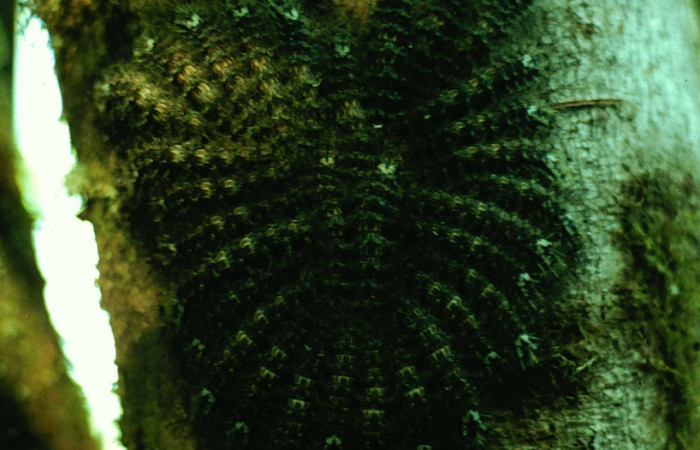 Fig. 07. Grupo de larvas de <i>Lonomia santarosensis</i></i> (Saturniidae),  último estadío, Voucher: 93-SRNP-224-DHJ27028.jpg