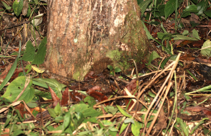 Fig. 08. Grupo de larvas de <i>Lonomia santarosensis</i></i> (Saturniidae), último estadío. Voucher: 13-SRNP-30468-DHJ700614.jpg.