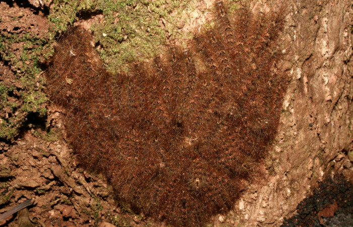 Fig. 09. Grupo de larvas de <i>Lonomia santarosensis</i></i> (Saturniidae), último estadío, 40mm de longitud. Voucher: 14-SRNP-70796-DHJ722615.jpg.
