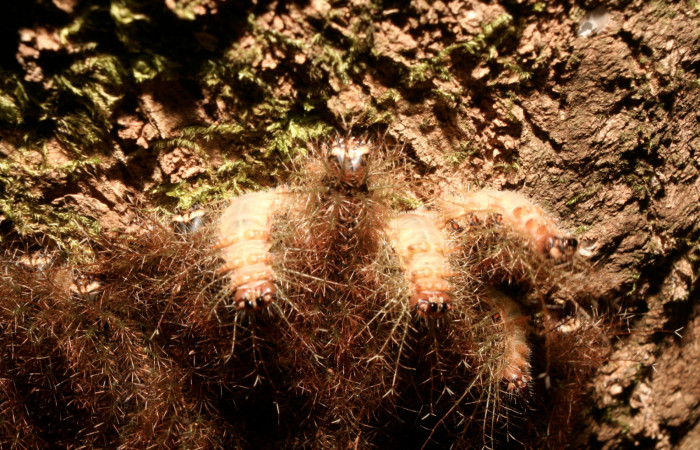 Fig. 10. Grupo de larvas de <i>Lonomia santarosensis</i></i> (Saturniidae), último estadío, 40mm de longitud. Voucher: 14-SRNP-70796-DHJ722617.jpg