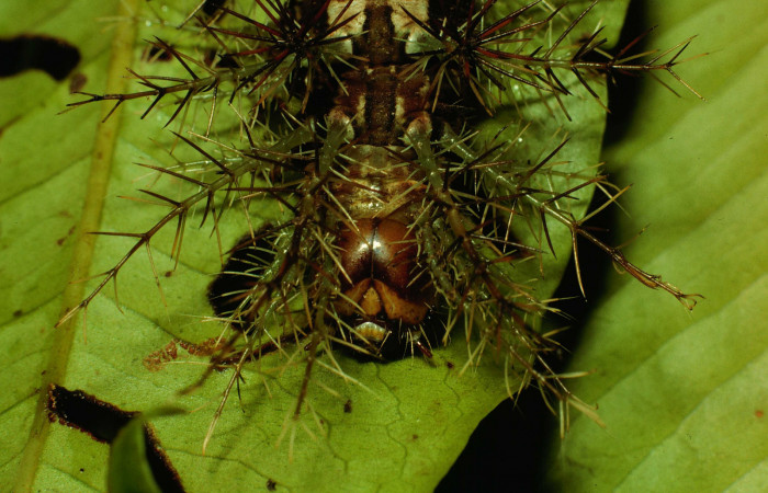 Fig. 11. Larva de <i>Lonomia santarosensis</i></i> (Saturniidae), longitud no indicada, cabeza vista frontalmente. Voucher: 93-SRNP-224-DHJ27031.jpg.