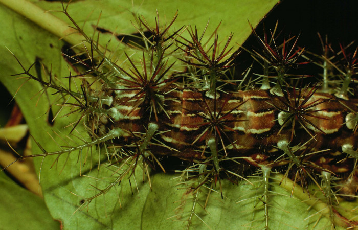 Fig. 12. Larva de <i>Lonomia santarosensis</i></i> (Saturniidae), longitud no indicada, vista dorsal trasera del cuerpo. Voucher: 93-SRNP-224-DHJ27033.jpg.