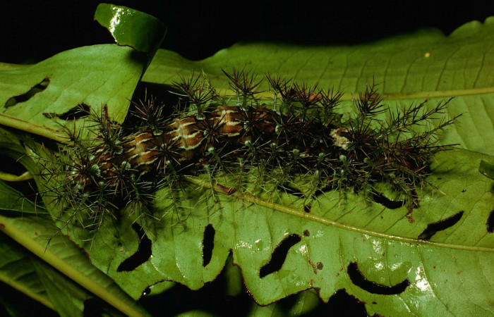 Fig. 13. Larva de <i>Lonomia santarosensis</i></i> (Saturniidae), longitud no indicada, último estadío, vista dorsal de todo el cuerpo. Voucher: 93-SRNP-224-DHJ27032.jpg.