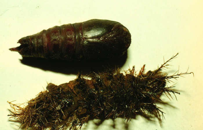 Fig. 14. Pupa de <i>Lonomia santarosensis</i></i> (Saturniidae), longitud no indicada, pupa ventral. Voucher: 93-SRNP-224-DHJ27029.jpg.
