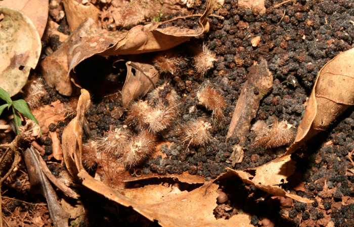 Fig. 15. Mudas de pupas de <i>Lonomia santarosensis</i></i> (Saturniidae), longitud no indicada. Voucher: 93-SRNP-224-DHJ27030.jpg. 
