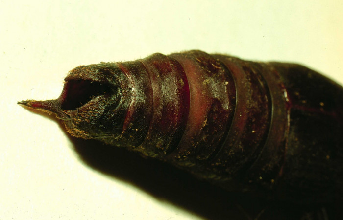 Fig. 16. Forma del extremo de la pupa de <i>Lonomia santarosensis</i></i> (Saturniidae), vista ventral. Voucher: 93-SRNP-224-DHJ27030.jpg.