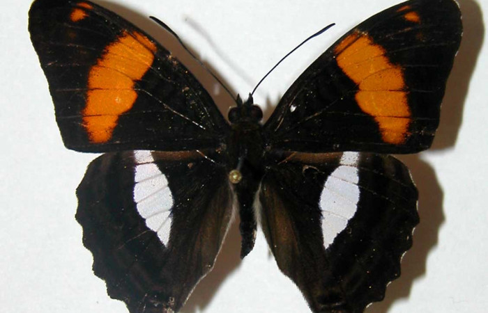 Fig. 10. Adulto <i>Adelpha lacina</i></i> Vista dorsal. Voucher: 02-SRNP-21015-DHJ34724.jpg. 