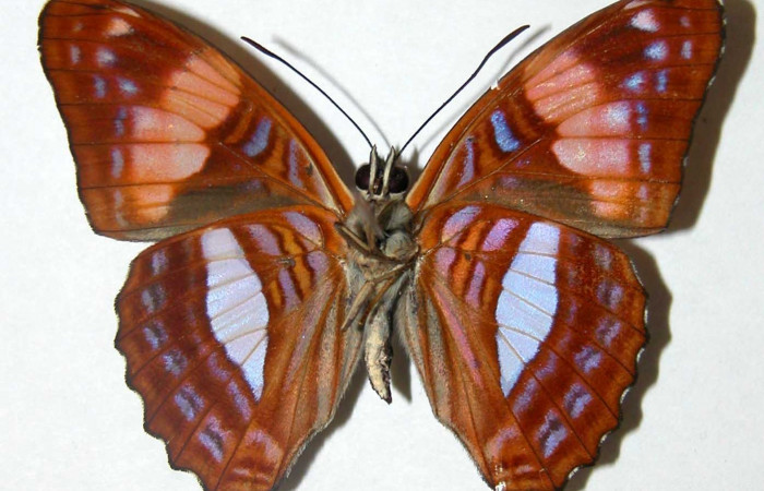  Fig. 12. Adulto <i>Adelpha</i></i> leuceriaDHJ01. Vista dorsal.  Voucher:. 12-SRNP-31971-DHJ567380jpg