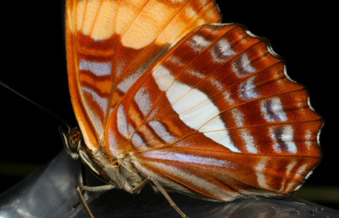 Fig. 1. Adulto <i>Adelpha lacina</i></i>. Vista ventral ala posterior. Voucher: 06-SRNP-34704-DHJ416562.jpg.