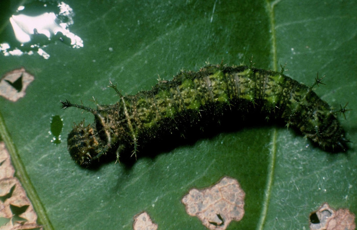 Fig. 2. Larva <i>Adelpha lacina</i></i> en cuarto estadío vista dorsal.  Voucher: 04-SRNP-60516-DHJ87716.jpg.