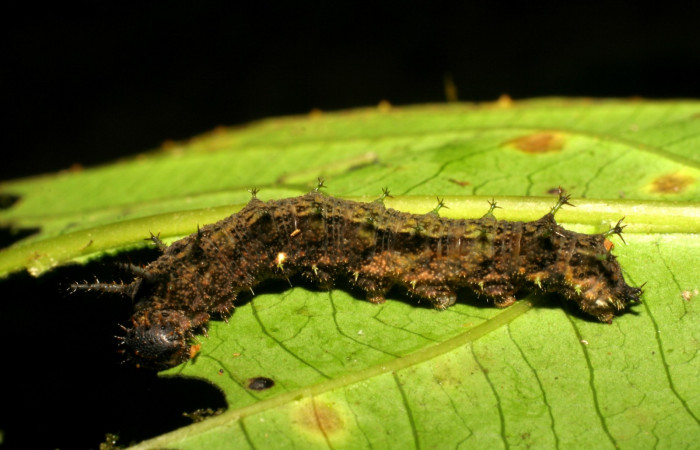 Fig. 3. Larva <i>Adelpha lacina</i></i> último estadío. Voucher: 06-SRNP-34827-DHJ416582.jpg.