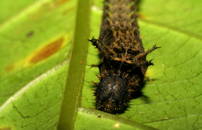 Fig. 4. Larva <i>Adelpha lacina</i></i> en cuarto estadío frontal.  Voucher:  06-SRNP-34827-DHJ416592.jpg