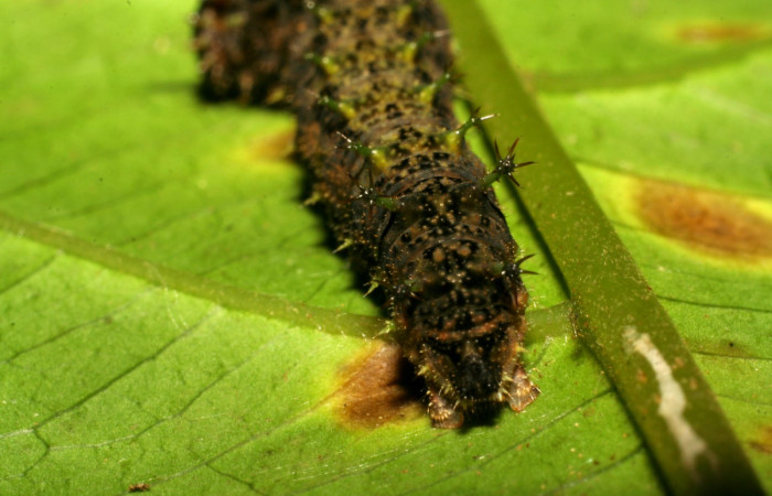 Fig. 5. Larva <i>Adelpha lacina</i></i> en último estadío, segmento anal.  Voucher:  06-SRNP-34827-DHJ416593.jpg