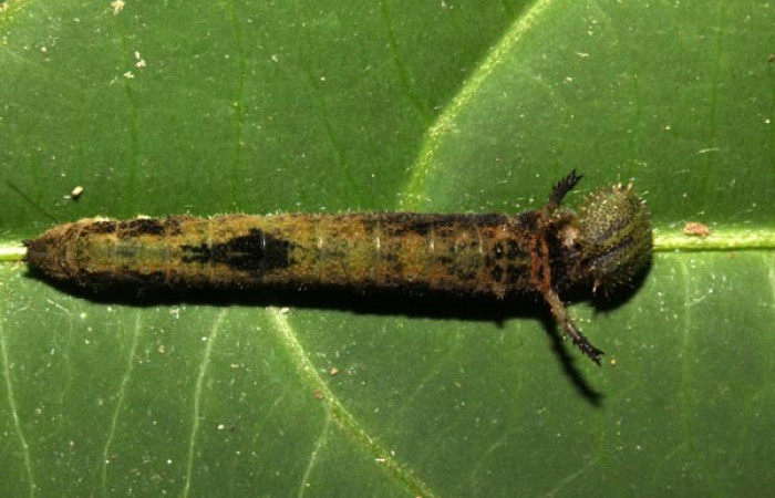  Fig. 6. Larva <i>Adelpha</i></i> leuceriaDHJ01. Vista dorsal.  Voucher: 12-SRNP-31973-DHJ700360.jpg.