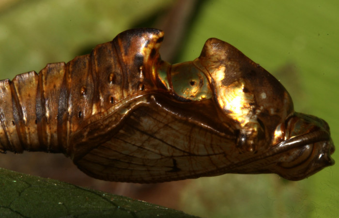 Fig. 7  Pupa <i>Adelpha lacina</i></i> vista dorsal, mostrando estructura característica del genero.  Voucher: 13-SRNP-31313-DHJ701530.jpg