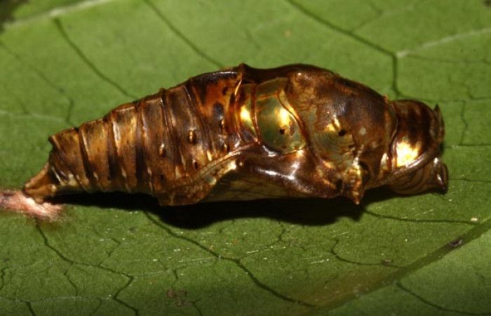 Fig. 8. Pupa <i>Adelpha lacina</i></i> vista lateral.  Voucher: 13-SRNP-31313-DHJ701526.jpg.