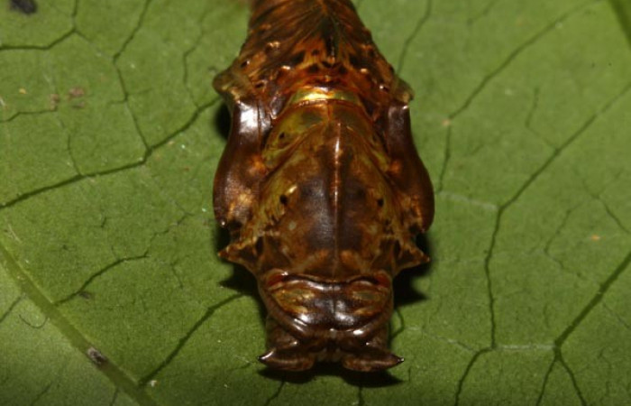 Fig. 9. Pupa <i>Adelpha lacina</i></i> vista frontal.  Voucher: 13-SRNP-31313-DHJ701529.jpg.