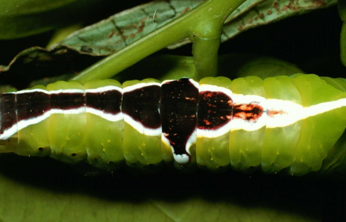 Fig. 11. Larva último estadio: <i>tecmessa rarata</i></i>. Area de Conservación Guanacaste, Sector Cacao, Naranjales, elevación 1030 m.s.n.m,(02-SRNP-24403-DHJ70809.jpg), posición dorsal.