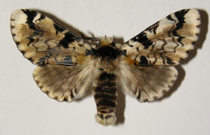 Fig. 1. Adulto: <i>Tecmessa dandon</i></i>. Area de Conservación Guanacaste, Sector Cacao, Estación Cacao, elevación 1150 m.s.n.m,(03-SRNP-22550-DHJ301340.jpg), posición dorsal, hembra.