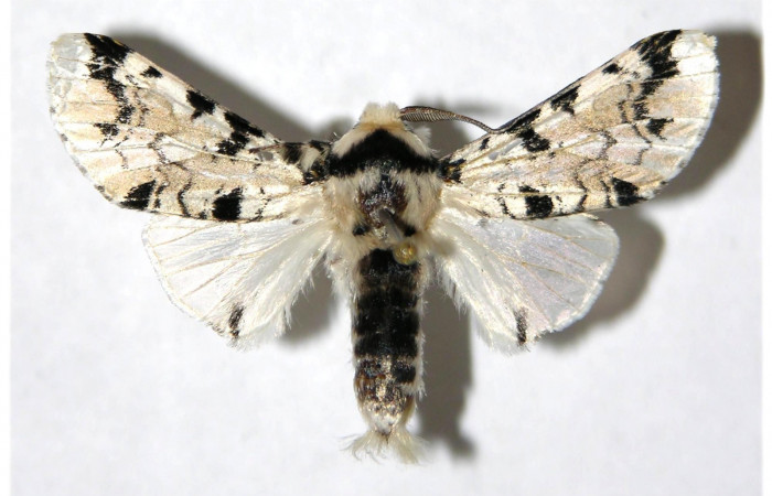 Fig. 3. Adulto: <i>Tecmessa dandon</i></i>. Area de Conservación Guanacaste, Sector Cacao, Puente Gongora, elevación 540 m.s.n.m,(95-SRNP-47383-DHJ322438.jpg), posición dorsal, macho.