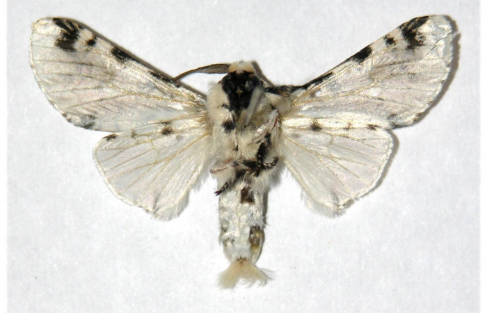 Fig. 5. Adulto: <i>Tecmessa dandon</i></i>. Area de Conservación Guanacaste, Sector Cacao, Puente Gongora, elevación 540 m.s.n.m,(95-SRNP-47383-DHJ322439.jpg), posición ventrtal, macho.