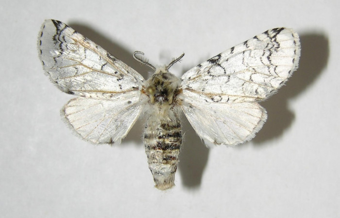 Fig. 8. Adulto: <i>Tecmessa rarata</i></i>. Area de Conservación Guanacaste, Sector Mundo Nuevo, Sendero Sainos, elevación 397 m.s.n.m,(07-SRNP-58333-DHJ382092.jpg), posición dorsal, macho.