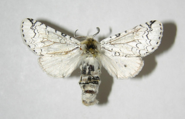 Fig. 6. Adulto: <i>Tecmessa rarata</i></i>. Area de Conservación Guanacaste, Sector Mundo Nuevo , Vado Ficus, elevación 375 m.s.n.m,(07-SRNP-58743-DHJ382088.jpg), posición dorsal, hembra.