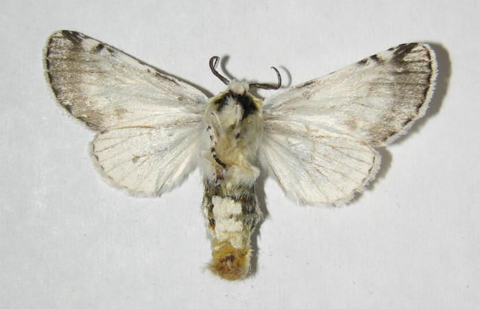 Fig. 7. Adulto: <i>Tecmessa rarata</i></i>. Area de Conservación Guanacaste, Sector Mundo Nuevo, Vado Ficus, elevación 375 m.s.n.m,(07-SRNP-58743-DHJ382089.jpg), posición ventral, hembra.