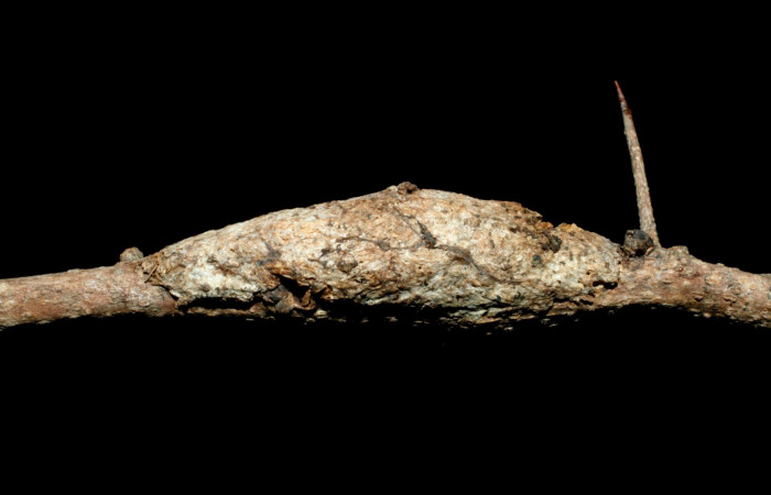 Fig. 17. Capullo: <i>Tecmessa dandon</i></i>. Area de Conservación Guanacaste, Sector Mundo Nuevo, Bosque San Emilio, elevación 470 m.s.n.m,(07-SRNP-60252-DHJ462099.jpg).