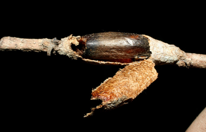 Fig 18. (Capullo de Avispa) Ichneumonidae, <i>Enicospilus</i></i> Gauld 102, <i>Tecmessa dandon</i></i>. Sector Mundo Nuevo, Vado Licania, elevación 470 m.s.n.m (00-SRNP-9873DHJ462100.jpg).