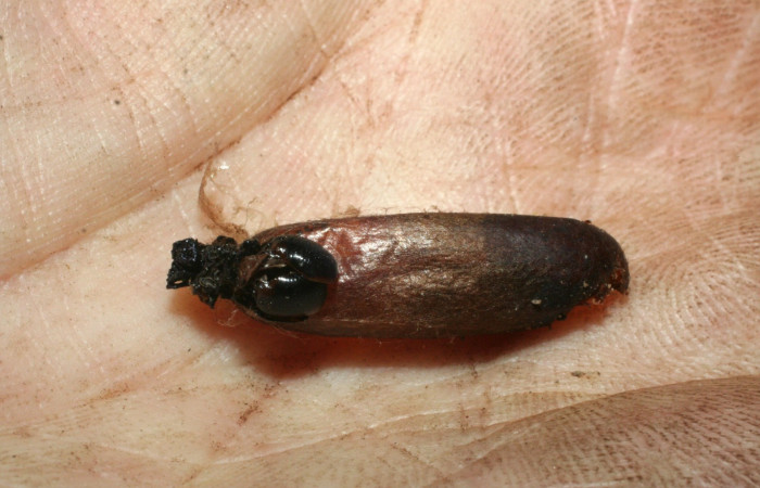 Fig 19. (Capullo de Avispa) Ichneumonidae, <i>Enicospilus</i></i> Gauld 102, <i>Tecmessa dandon</i></i>. Sector Mundo Nuevo, Vado Licania, elevación 470 m.s.n.m (00-SRNP-9873DHJ462101.jpg).