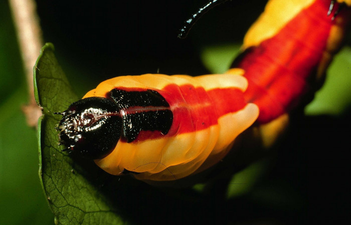 Fig. 15. Larva último estadio: <i>Tecmessa dandon</i></i>. Area de Conservación Guanacaste, Sector Santa Rosa, Bosque San Emilio, elevación 300 m.s.n.m,(07-SRNP-7261-DHJ24601.jpg), posición frontal.