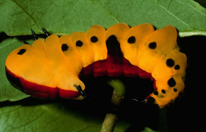 Fig. 14. Larva último estadio: <i>Tecmessa dandon</i></i>. Area de Conservación Guanacaste, Sector Santa Rosa, Bosque San Emilio, elevación 300 m.s.n.m,(07-SRNP-7261-DHJ24609.jpg).