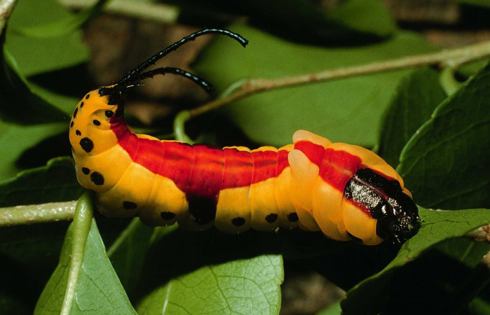 Fig. 13. Larva último estadio: <i>Tecmessa dandon</i></i>. Area de Conservación Guanacaste, Sector Santa Rosa, Bosque San Emilio, elevación 300 m.s.n.m,(07-SRNP-7261-DHJ24616.jpg), posición dorsal.