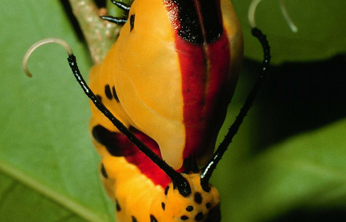 Fig. 12. Larva último estadio: <i>Tecmessa dandon</i></i>. Area de Conservación Guanacaste, Sector Santa Rosa, Bosque San Emilio, elevación 300 m.s.n.m,(07-SRNP-7261-DHJ24633.jpg), posición dorsal.