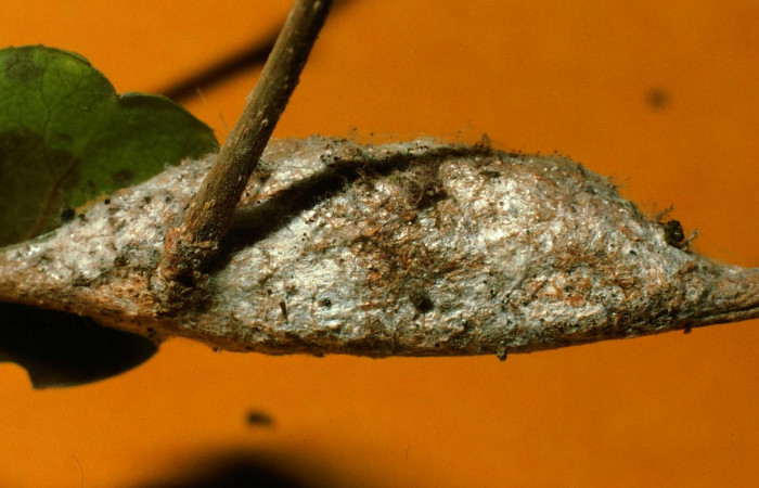 Fig. 16. Capullo: <i>Tecmessa dandon</i></i>. Area de Conservación Guanacaste, Sector Santa Rosa, Bosque San Emilio, elevación 300 m.s.n.m,(95-SRNP-7261-DHJ24639.jpg).