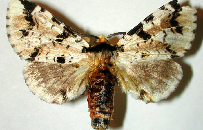 Fig. 2. Adulto: <i>Tecmessa dandon</i></i>. Area de Conservación Guanacaste, Sector Santa Rosa, Finca Jenny, elevación 205 m.s.n.m,(95-SRNP-9849-DHJ32562.jpg), posición dorsal, hembra.