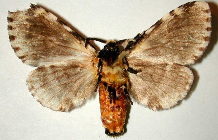 Fig. 4. Adulto: <i>Tecmassa dandon</i></i>. Area de Conservación Guanacaste, Sector Santa Rosa, Finca Jenny, elevación 205 m.s.n.m,(95-SRNP-9849-DHJ32563.jpg), posición dorsal, hembra.