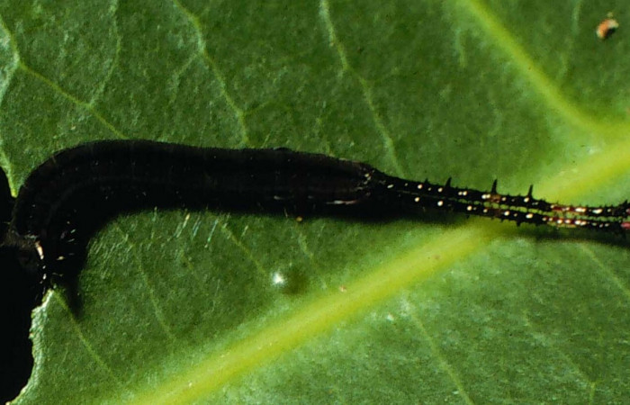 Fig. 10. Larva primer estadio: <i>Tecmessa rarata</i></i>. Area de Conservación Guanacaste, Sector Cacao, Sendero Derrumbe, elevación 1220 m.s.n.m,(07-SRNP-2909-DHJ44497.jpg), posición dorsal.