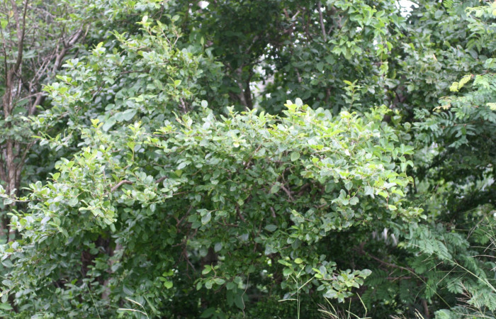Fig 20. Plantas que come <i>Tecmessa dandon</i></i>, Salicaceae, <i>Xylosma flexuosa</i></i>. Sector Santa Rosa, Bosque San Emilio, elevación 300 m.s.n.m (Foto H.Ramirez Nov.2014).