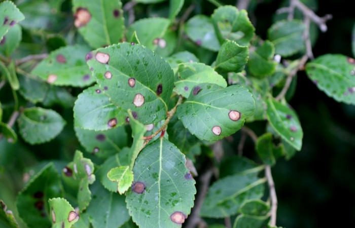 Fig 21. Plantas que come <i>Tecmessa dandon</i></i>, Salicaceae, <i>Xylosma flexuosa</i></i>. Sector Santa Rosa, Bosque San Emilio, elevación 300 m.s.n.m (Foto H.Ramirez Nov.2014).