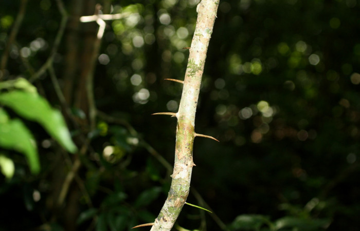 Fig 22. Plantas que come <i>Tecmessa dandon</i></i>, Salicaceae, <i>Xylosma chlorantha</i></i>. Sector Cacao, Bosque Sendero Arenales, elevación 1080 m.s.n.m (Foto H.Ramirez Nov.2014).