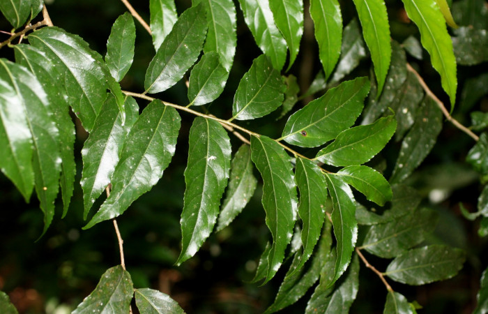 Fig 23. Plantas que come <i>Tecmessa dandon</i></i>, Salicaceae, <i>Xylosma chlorantha</i></i>. Sector Cacao, Bosque Sendero Arenales, elevación 1080 m.s.n.m (Foto H.Ramirez Nov.2014).