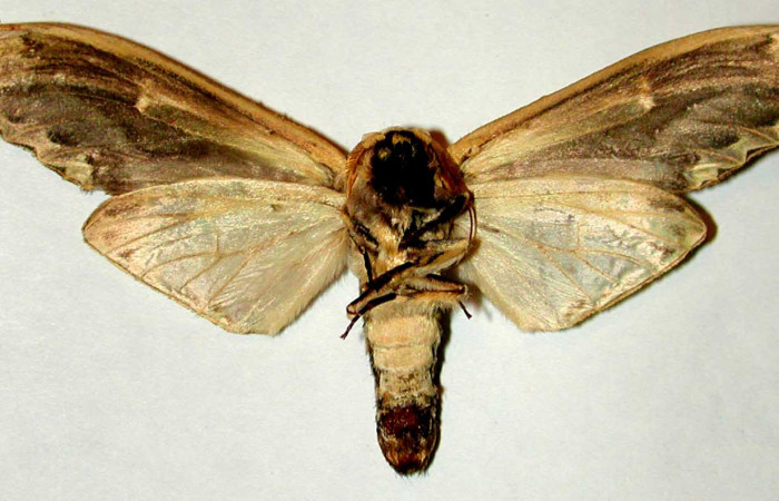 Figura 13. Posicion Ventral del Adulto de, <i>Truncaptera gigantea</i></i> (Notodontidae) Voucher, 00-SRNP-21593-DHJ32351